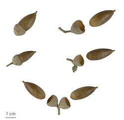 Bellotas de Quercus ilex maduras