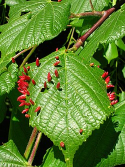 Agallas visibles sobre una hoja causadas por el ácaro Eriophyes tiliae