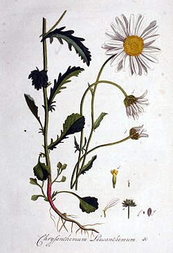 Ilustración botánica de la margarita