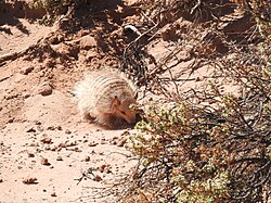 Quirquincho Chaetophractus vellerosus en Bolivia