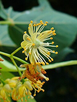 Las flores son pequeñas y muy olorosas