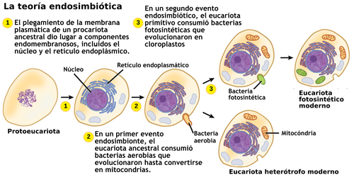 Representación de la teoría endosimbiótica