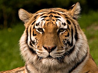 Tigre siberiano en un entorno natural