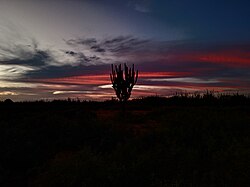 Atardecer en el matorral xerófilo de Paraguaná, Venezuela.