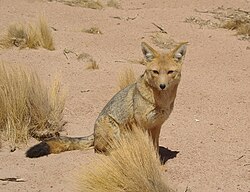 Un culpeo en el norte de Chile en su hábitat natural.