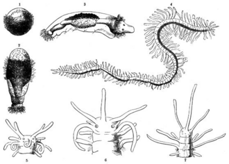 Ontogénesis de un poliqueto