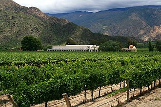 Vides en Cafayate, Argentina