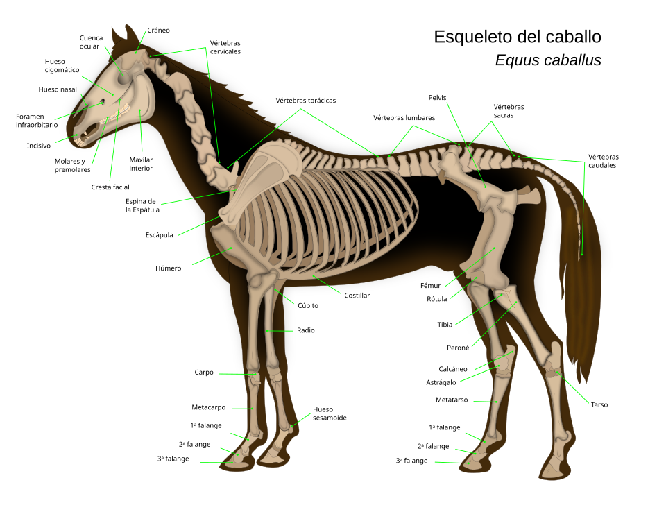 Estructura ósea de un caballo