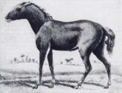 Ilustración histórica de un tarpán Equus ferus ferus.