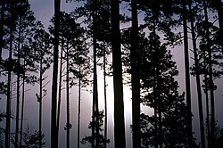Hábito de Pinus