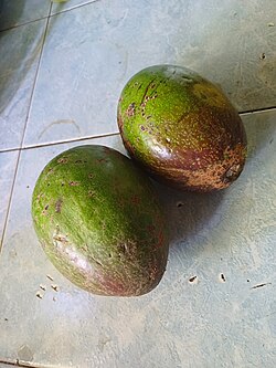 Plantación de aguacates en Tabasco