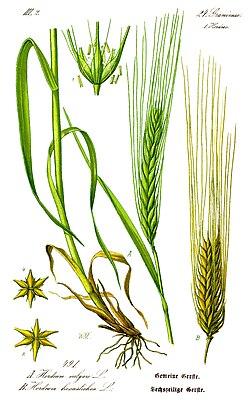 Ilustración de la planta