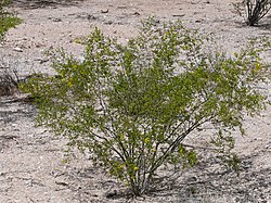 Ejemplar de Larrea tridentata mostrando su follaje característico.