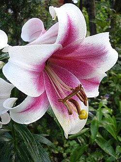 Una flor de Lilium que muestra seis tépalos similares.