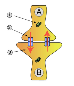 Esquema de sinapsis eléctrica