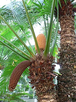 Conos masculinos en un pie de Cycas circinalis