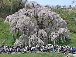 Floración de los cerezos en Japón
