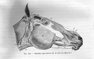 Músculos de la cabeza de un caballo