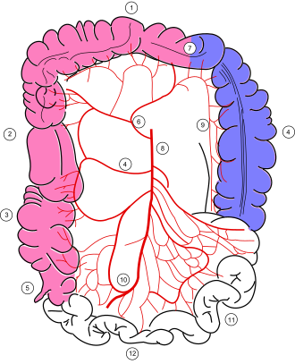 Esquema que muestra la irrigación arterial del colon.