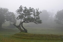 Paisaje forestal de la laurisilva de Madeira