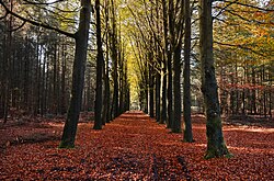 Bosque otoñal de árboles caducifolios con el suelo cubierto de follaje seco