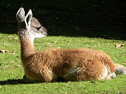 Chulengo de guanaco