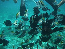 Especies del ecosistema marino en el mar Caribe