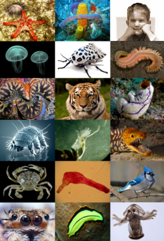 Representación esquemática de la zoología como rama de la biología
