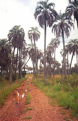 Parque nacional El Palmar en Entre Ríos, Argentina.