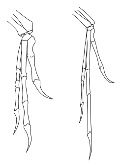 Diagrama de extremidades de Deinonychus y Archaeopteryx
