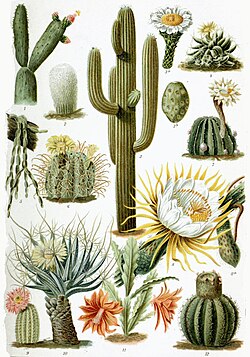 Varias especies de cactus en una exposición