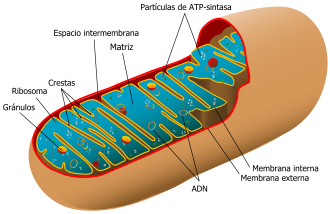 Equema ideal de la mitocondria y sus membranas