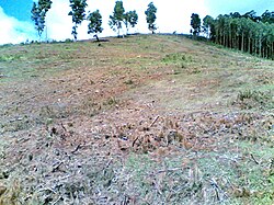 Tala de árboles en Tanzania