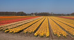 Campos de tulipanes entre Zwartelaan y Lisserbeek