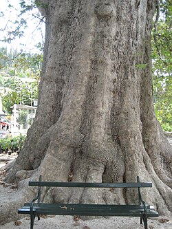 Bola de un Platanus envejecido