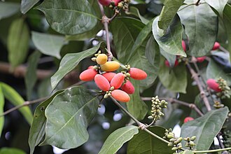 Gnetum gnemon con hojas y frutos
