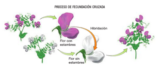 Descripción de la fecundación cruzada en dos plantas de guisantes, tal como lo realizó George Mendel