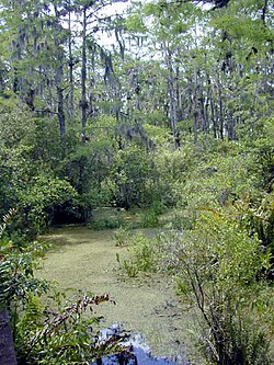 Pantano de agua dulce en Florida