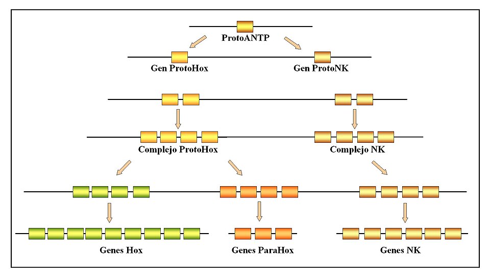 Evolución de los genes homeóticos