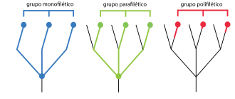 Comparación de tipos de grupos evolutivos