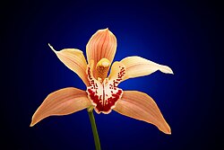 Perigonio de una flor de Cymbidium