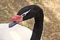 Detalle de la cabeza del cisne de cuello negro con carúncula roja