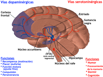Representación anatómica del sistema dopaminérgico cerebral