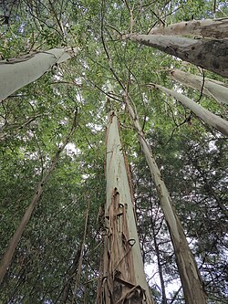 Árboles de Eucalyptus sp. vistos desde abajo, Brasil
