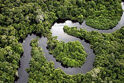 Selva densa en la llanura amazónica