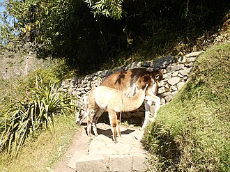 Llamas en los paisajes altoandinos próximos a los caminos del Inca.
