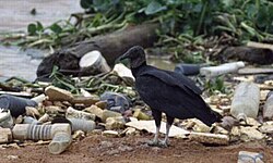 Un buitre negro americano buscando alimento en un basurero humano