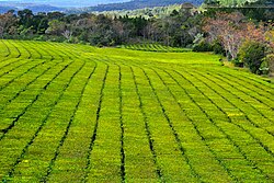 Plantaciones de té y yerba mate