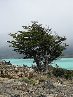 Vista panorámica del Lago Belgrano