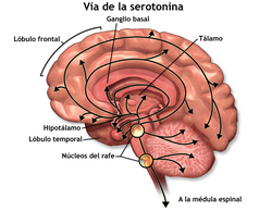 Vías de la serotonina en el cerebro